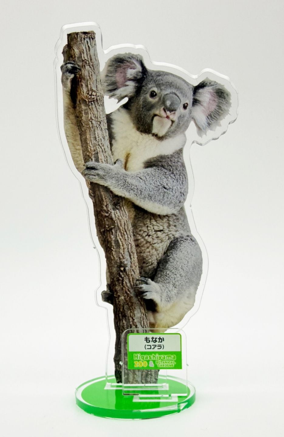 ZOO Panel Magnet-038 Mochi (Koala) | Japan Finds